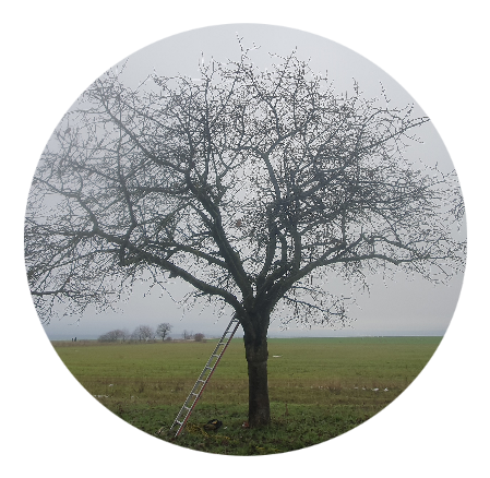 Obstgehölzschnitt